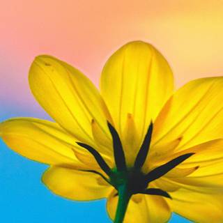 Pink and blue iPhone wallpaper