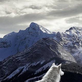 Wolf iPhone X wallpaper