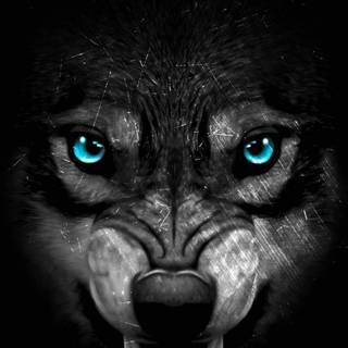 Wolf iPhone X wallpaper