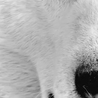 Wolf iPhone X wallpaper