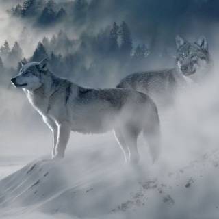 Wolf iPhone X wallpaper