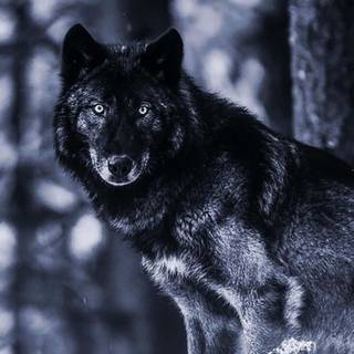 Wolf iPhone X wallpaper