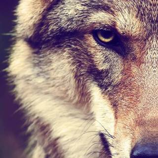 Wolf iPhone X wallpaper