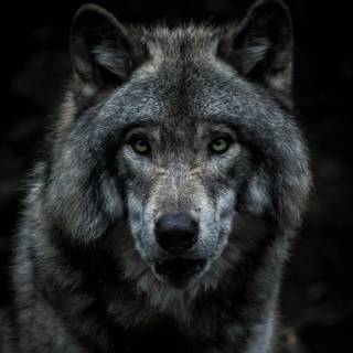 Wolf iPhone X wallpaper