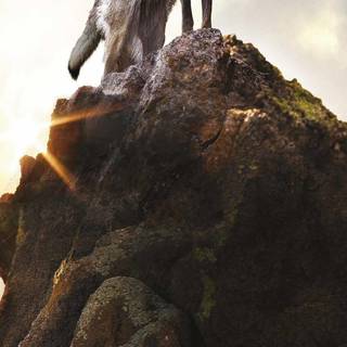 Wolf iPhone X wallpaper