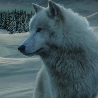 Wolf iPhone X wallpaper