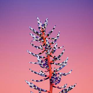 iPhone X orignal wallpaper