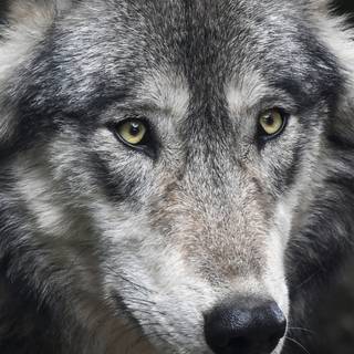 Wolf iPhone X wallpaper