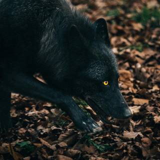 Wolf iPhone X wallpaper