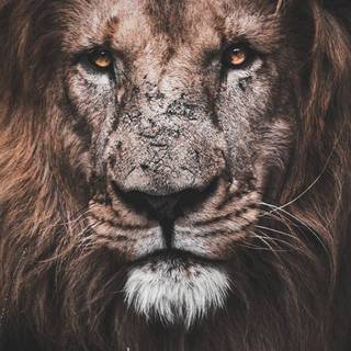iPhone X lion wallpaper