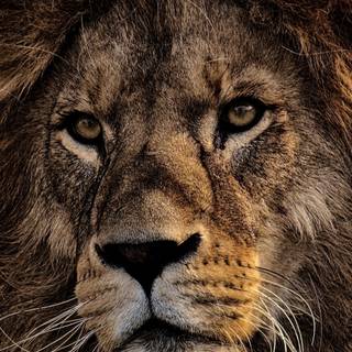 iPhone X lion wallpaper