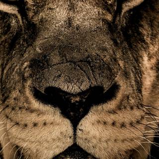 iPhone X lion wallpaper