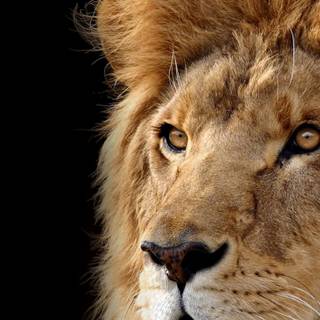 iPhone X lion wallpaper