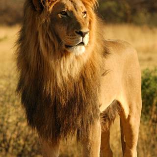 iPhone X lion wallpaper