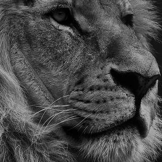 iPhone X lion wallpaper