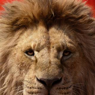 iPhone X lion wallpaper