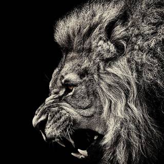 iPhone X lion wallpaper