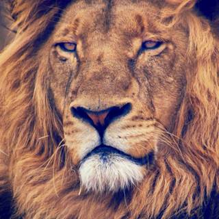 iPhone X lion wallpaper