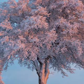 Snow iPhone X wallpaper