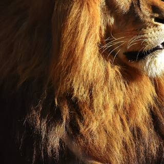 iPhone X lion wallpaper