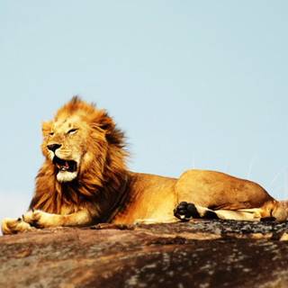 iPhone X lion wallpaper