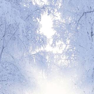 Snow iPhone X wallpaper