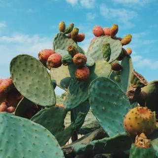 Prickly pear wallpaper