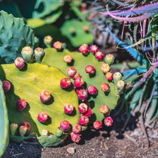 Prickly pear wallpaper