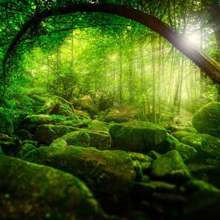 Nature 1280x960 wallpaper