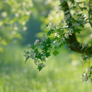 Nature 1280x960 wallpaper