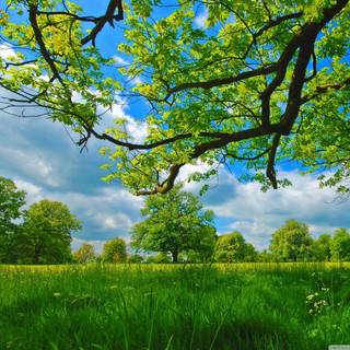 Nature 1280x960 wallpaper