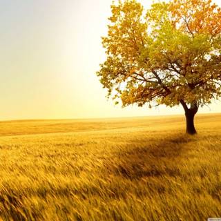 Nature 1280x960 wallpaper