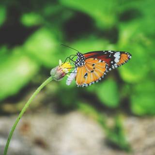 Pollination agents wallpaper