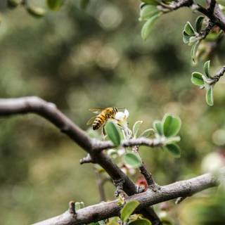 Pollination agents wallpaper