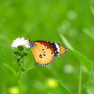 Pollination agents wallpaper