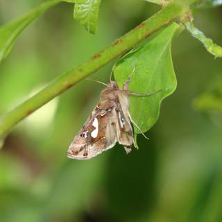 Pollination agents wallpaper