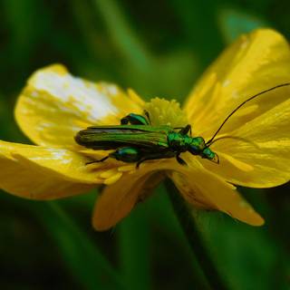 Pollination agents wallpaper