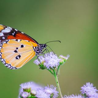 Pollination agents wallpaper