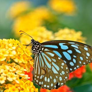 Pollination agents wallpaper