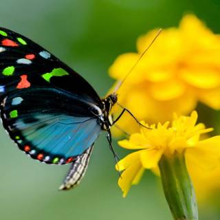 Pollination agents wallpaper