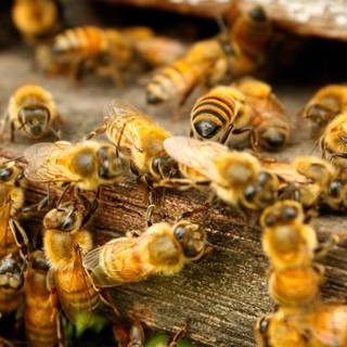 Pollination agents wallpaper