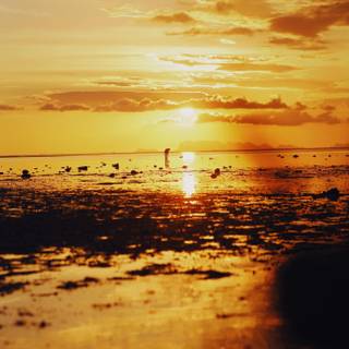 Majestic sunset wallpaper