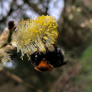 Pollination agents wallpaper