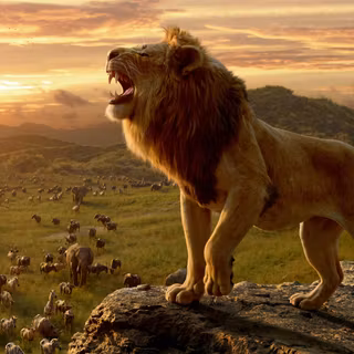 4k lion PC wallpaper