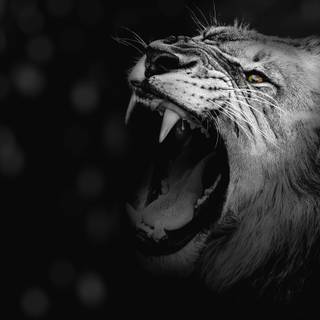 4k lion PC wallpaper