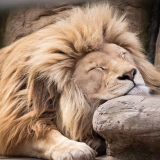 4k lion PC wallpaper