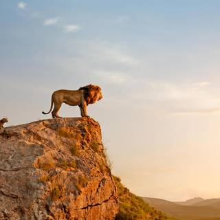 4k lion PC wallpaper