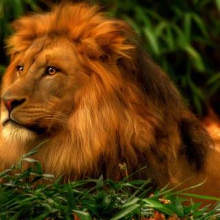 Lion laptop wallpaper