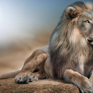 4k lion PC wallpaper