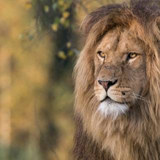 4k lion PC wallpaper